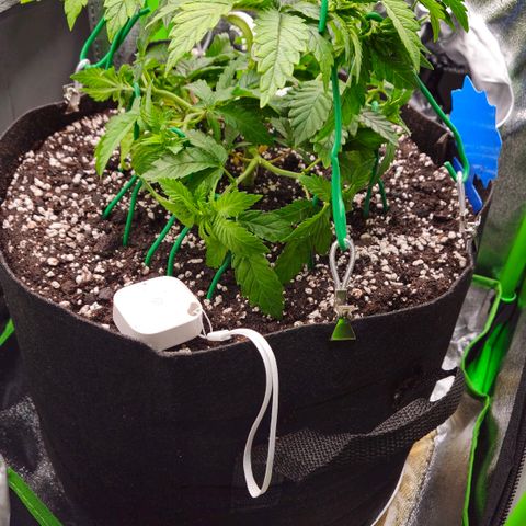 Super Lemon Haze growlog timeline photo