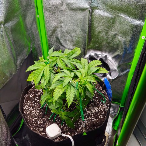 Super Lemon Haze growlog timeline photo