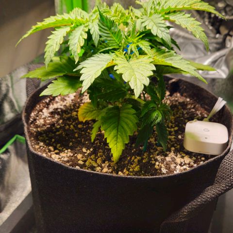 Candy Kush Express growlog timeline photo