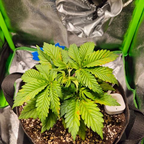 Candy Kush Express growlog timeline photo
