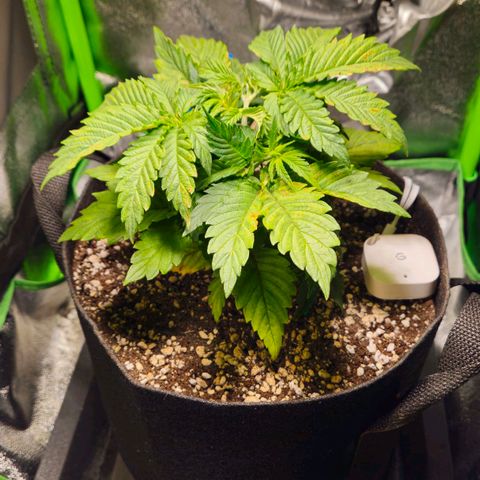 Candy Kush Express growlog timeline photo