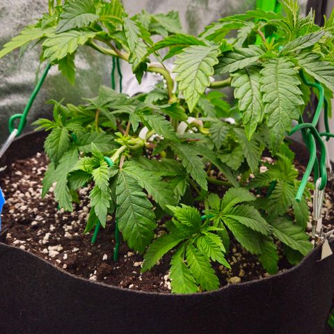 Super Lemon Haze growlog timeline photo