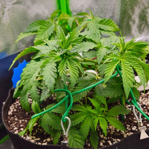 Super Lemon Haze growlog timeline photo