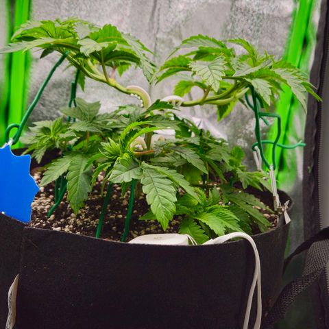 Super Lemon Haze growlog timeline photo
