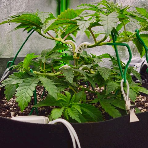 Super Lemon Haze growlog timeline photo