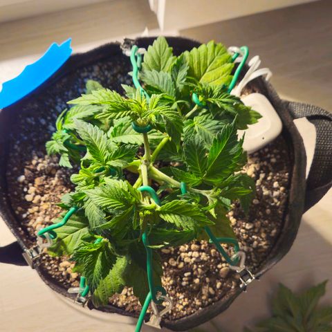 Candy Kush Express growlog timeline photo