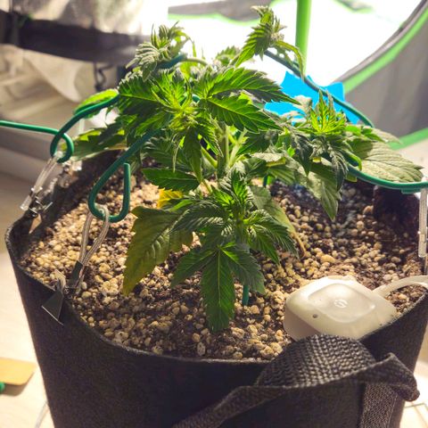 Candy Kush Express growlog timeline photo