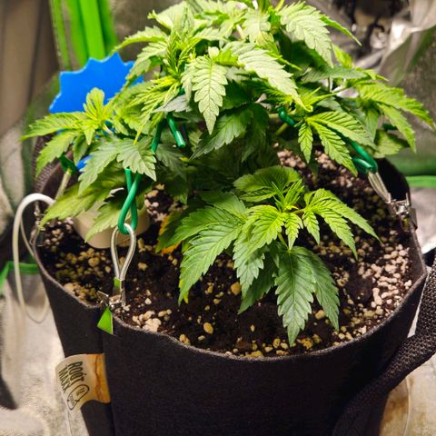Candy Kush Express growlog timeline photo