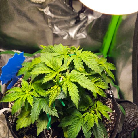 Candy Kush Express growlog timeline photo