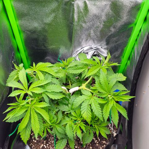 Super Lemon Haze growlog timeline photo