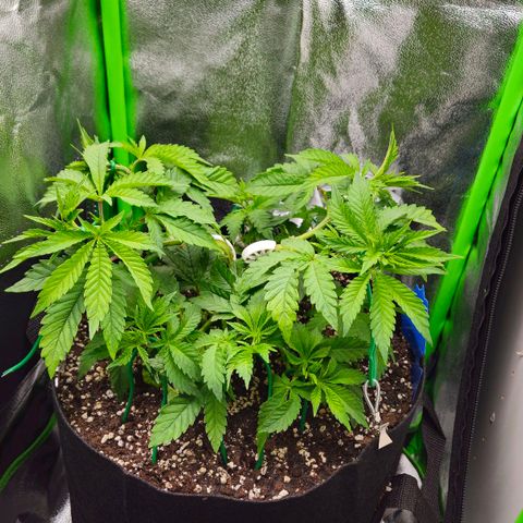 Super Lemon Haze growlog timeline photo