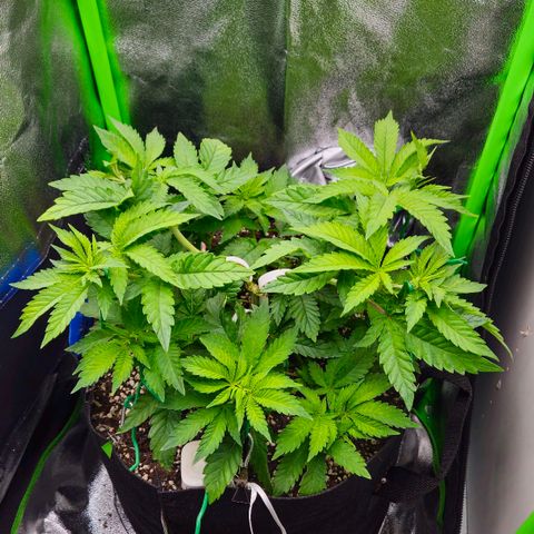 Super Lemon Haze growlog timeline photo