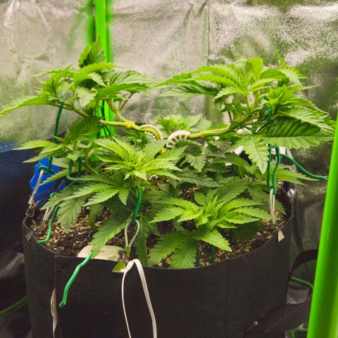 Super Lemon Haze growlog timeline photo