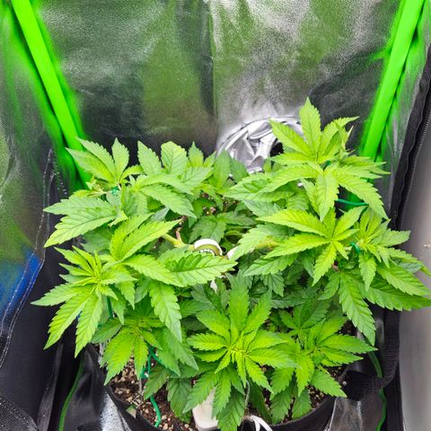 Super Lemon Haze growlog timeline photo