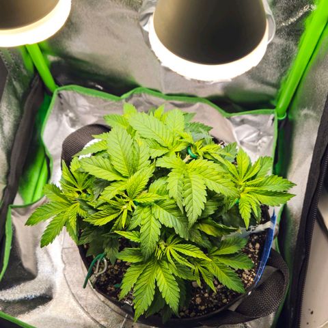 Candy Kush Express growlog timeline photo