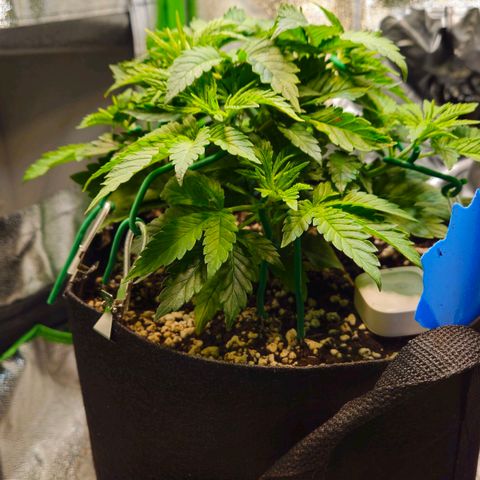 Candy Kush Express growlog timeline photo