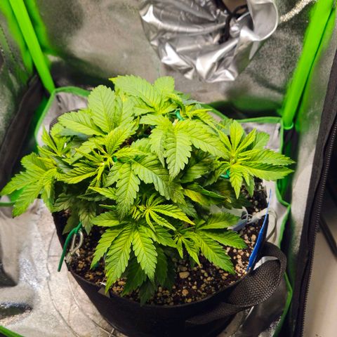 Candy Kush Express growlog timeline photo