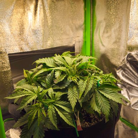 Candy Kush Express growlog timeline photo