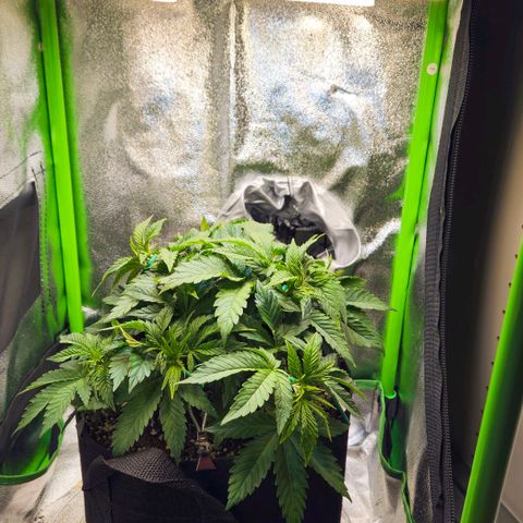 Candy Kush Express growlog timeline photo
