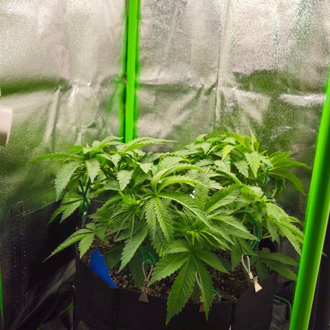 Super Lemon Haze growlog timeline photo