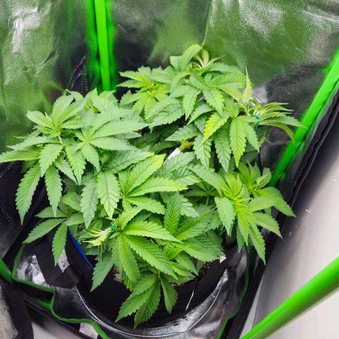 Super Lemon Haze growlog timeline photo