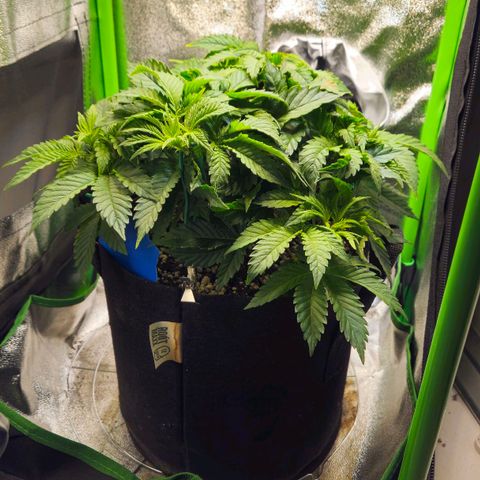 Candy Kush Express growlog timeline photo