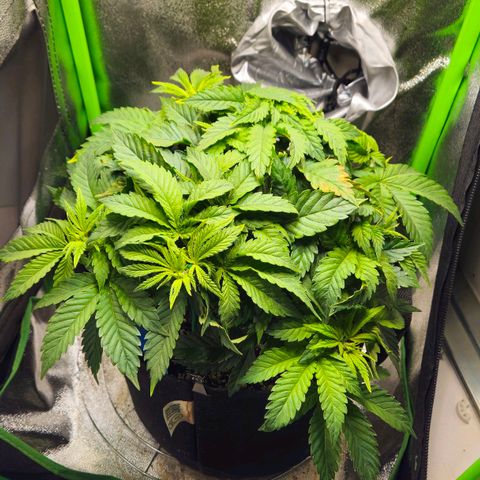 Candy Kush Express growlog timeline photo