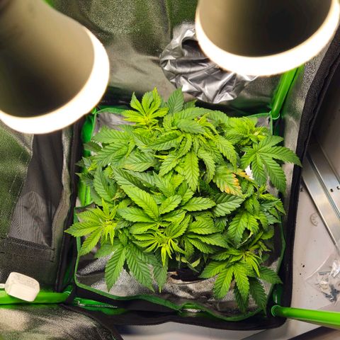 Candy Kush Express growlog timeline photo