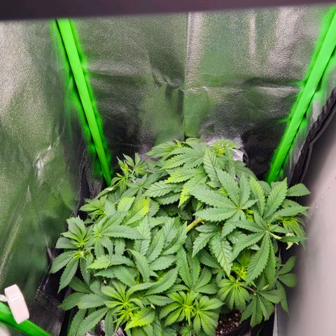 Super Lemon Haze growlog timeline photo