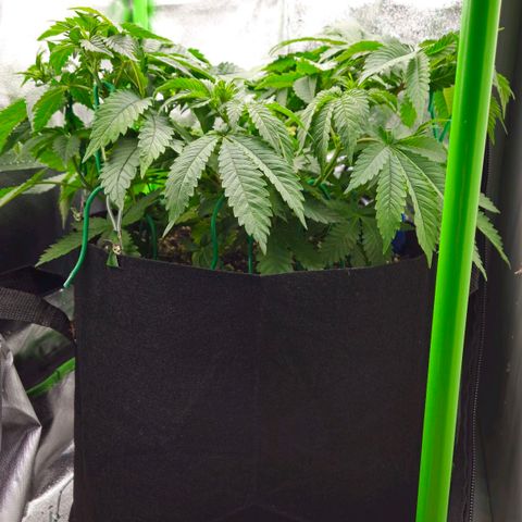 Super Lemon Haze growlog timeline photo