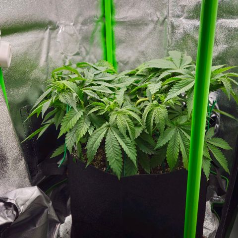 Super Lemon Haze growlog timeline photo