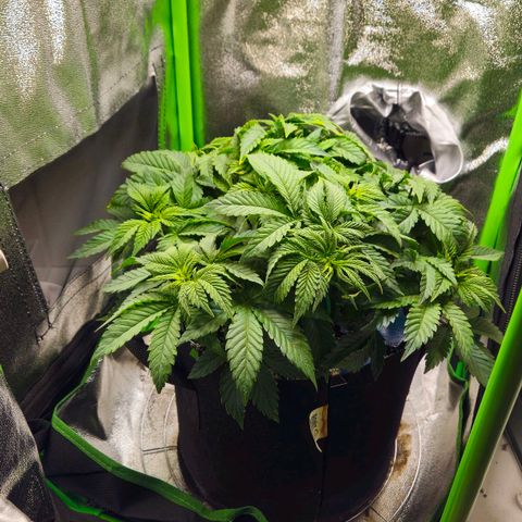 Candy Kush Express growlog timeline photo