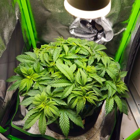 Candy Kush Express growlog timeline photo