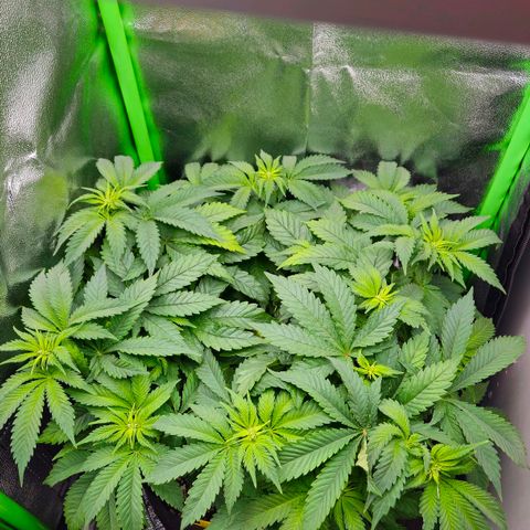 Super Lemon Haze growlog timeline photo