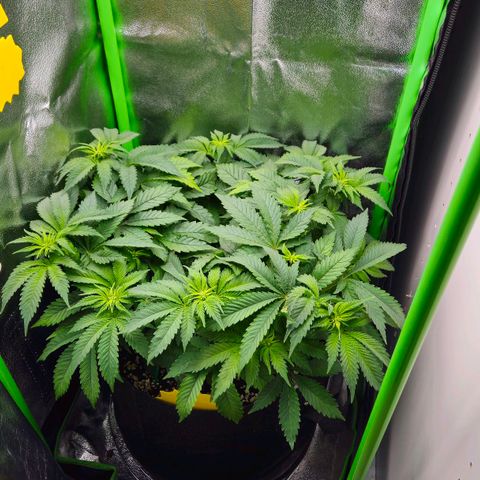 Super Lemon Haze growlog timeline photo