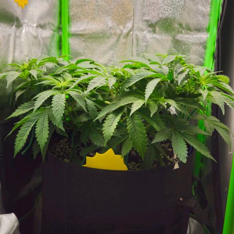 Super Lemon Haze growlog timeline photo
