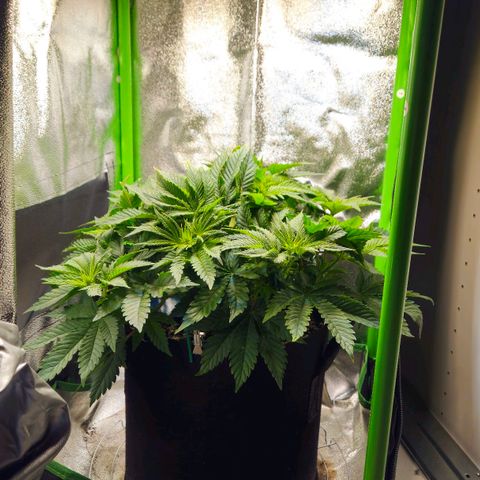 Candy Kush Express growlog timeline photo