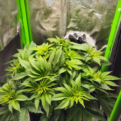 Candy Kush Express growlog timeline photo