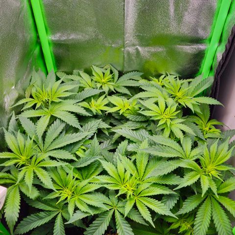 Super Lemon Haze growlog timeline photo