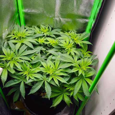 Super Lemon Haze growlog timeline photo