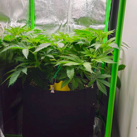 Super Lemon Haze growlog timeline photo