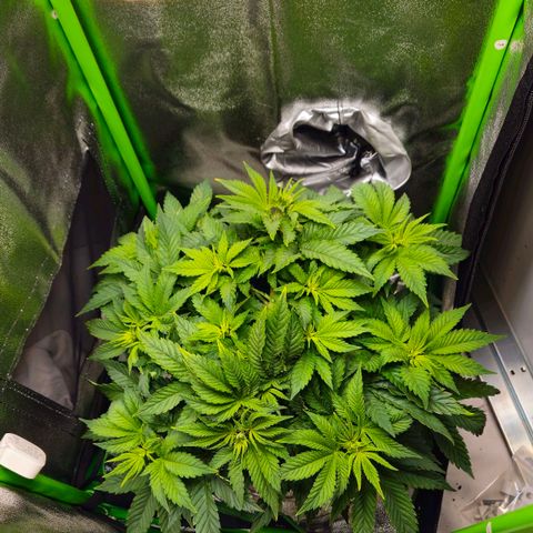Candy Kush Express growlog timeline photo