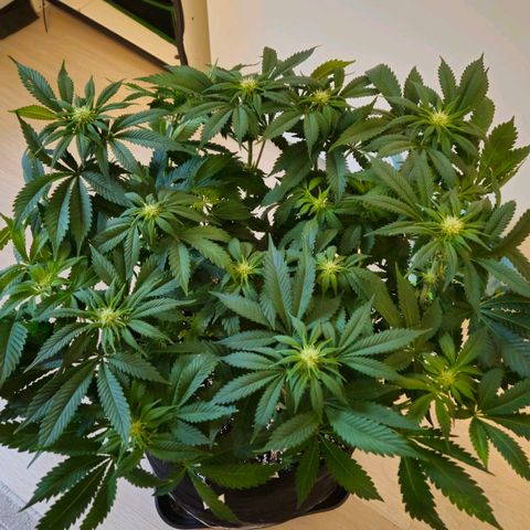 Super Lemon Haze growlog timeline photo