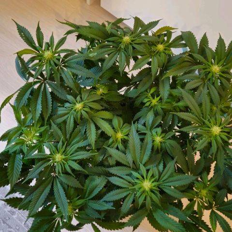 Super Lemon Haze growlog timeline photo