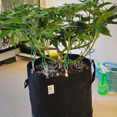 Super Lemon Haze growlog timeline photo