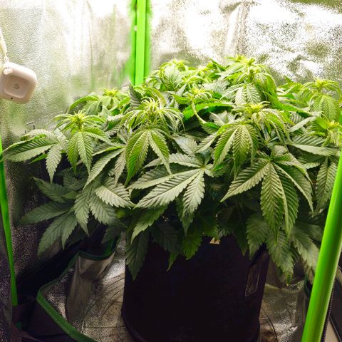 Candy Kush Express growlog timeline photo