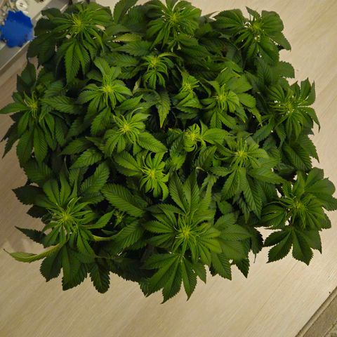 Candy Kush Express growlog timeline photo