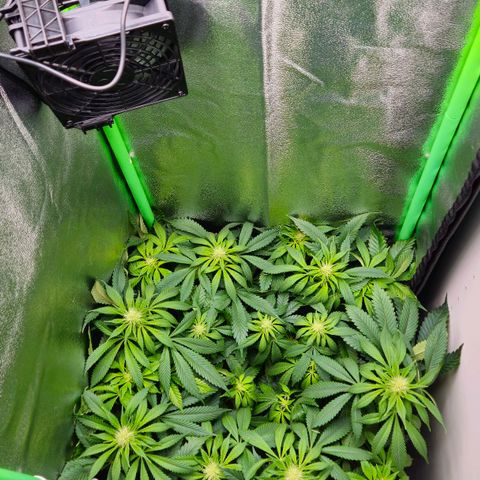 Super Lemon Haze growlog timeline photo