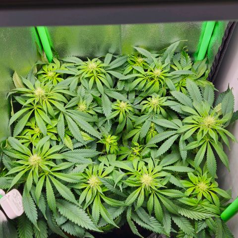 Super Lemon Haze growlog timeline photo