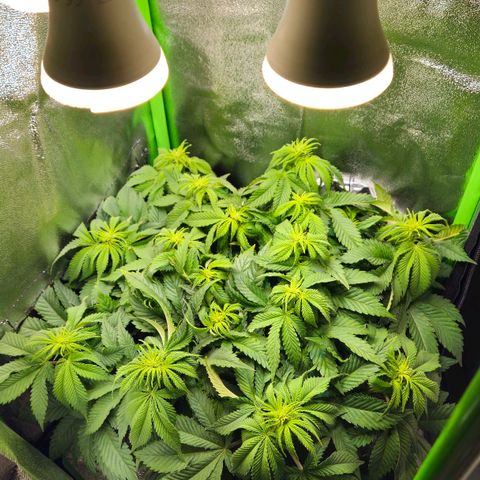 Candy Kush Express growlog timeline photo